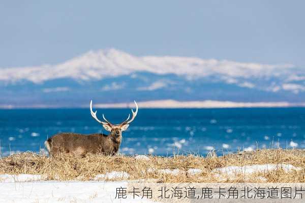 鹿卡角 北海道,鹿卡角北海道图片